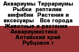 Аквариумы.Террариумы.Рыбки, рептилии, амфибии. Растения и аксесуары - Все города Животные и растения » Аквариумистика   . Алтайский край,Рубцовск г.